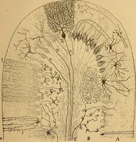 An illustration from Elementos de histología normal y de téchnica micrografica para uso de estudiantes (1897)