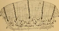 An illustration from Elementos de histología normal y de téchnica micrografica para uso de estudiantes (1897)