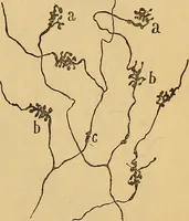 An illustration from Elementos de histología normal y de téchnica micrografica para uso de estudiantes (1897)