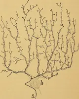 An illustration from Elementos de histología normal y de téchnica micrografica para uso de estudiantes (1897)