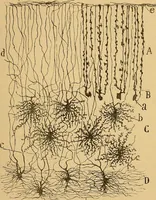 An illustration from Elementos de histología normal y de téchnica micrografica para uso de estudiantes (1897)