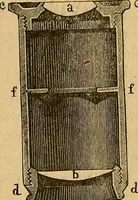 An illustration from Elementos de histología normal y de téchnica micrografica para uso de estudiantes (1897)