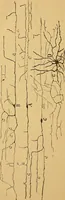 An illustration from Elementos de histología normal y de téchnica micrografica para uso de estudiantes (1897)