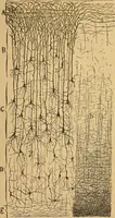 An illustration from Elementos de histología normal y de téchnica micrografica para uso de estudiantes (1897)