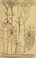 An illustration from Elementos de histología normal y de téchnica micrografica para uso de estudiantes (1897)