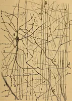 An illustration from Elementos de histología normal y de téchnica micrografica para uso de estudiantes (1897)
