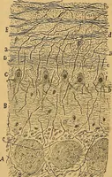 An illustration from Elementos de histología normal y de téchnica micrografica para uso de estudiantes (1897)