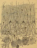 An illustration from Elementos de histología normal y de téchnica micrografica para uso de estudiantes (1897)