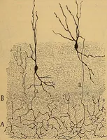 An illustration from Elementos de histología normal y de téchnica micrografica para uso de estudiantes (1897)