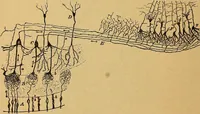 An illustration from Elementos de histología normal y de téchnica micrografica para uso de estudiantes (1897)