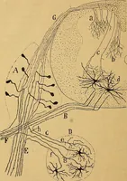 An illustration from Elementos de histología normal y de téchnica micrografica para uso de estudiantes (1897)