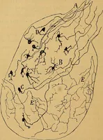 An illustration from Elementos de histología normal y de téchnica micrografica para uso de estudiantes (1897)