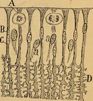 An illustration from Elementos de histología normal y de téchnica micrografica para uso de estudiantes (1897)