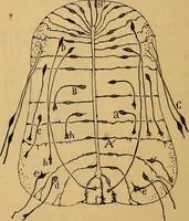 An illustration from Elementos de histología normal y de téchnica micrografica para uso de estudiantes (1897)