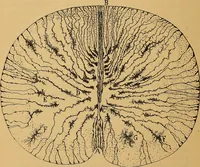 An illustration from Elementos de histología normal y de téchnica micrografica para uso de estudiantes (1897)