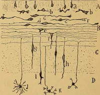 An illustration from Elementos de histología normal y de téchnica micrografica para uso de estudiantes (1897)