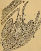 An illustration from Elementos de histología normal y de téchnica micrografica para uso de estudiantes (1897)