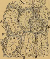 An illustration from Elementos de histología normal y de téchnica micrografica para uso de estudiantes (1897)