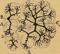 An illustration from Elementos de histología normal y de téchnica micrografica para uso de estudiantes (1897)