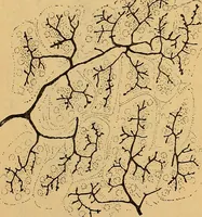 An illustration from Elementos de histología normal y de téchnica micrografica para uso de estudiantes (1897)