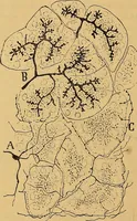 An illustration from Elementos de histología normal y de téchnica micrografica para uso de estudiantes (1897)