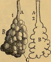 An illustration from Elementos de histología normal y de téchnica micrografica para uso de estudiantes (1897)