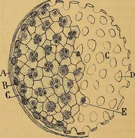 An illustration from Elementos de histología normal y de téchnica micrografica para uso de estudiantes (1897)