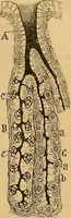 An illustration from Elementos de histología normal y de téchnica micrografica para uso de estudiantes (1897)
