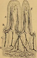An illustration from Elementos de histología normal y de téchnica micrografica para uso de estudiantes (1897)