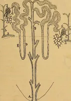 An illustration from Elementos de histología normal y de téchnica micrografica para uso de estudiantes (1897)