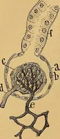 An illustration from Elementos de histología normal y de téchnica micrografica para uso de estudiantes (1897)