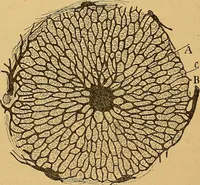 An illustration from Elementos de histología normal y de téchnica micrografica para uso de estudiantes (1897)
