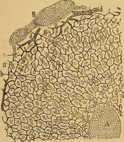 An illustration from Elementos de histología normal y de téchnica micrografica para uso de estudiantes (1897)