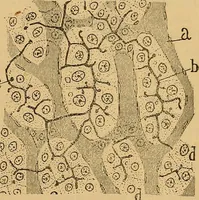 An illustration from Elementos de histología normal y de téchnica micrografica para uso de estudiantes (1897)