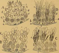 An illustration from Elementos de histología normal y de téchnica micrografica para uso de estudiantes (1897)