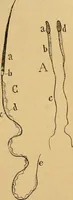 An illustration from Elementos de histología normal y de téchnica micrografica para uso de estudiantes (1897)