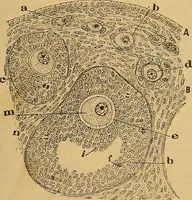 An illustration from Elementos de histología normal y de téchnica micrografica para uso de estudiantes (1897)