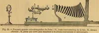 An illustration from Elementos de histología normal y de téchnica micrografica para uso de estudiantes (1897)