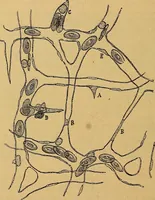 An illustration from Elementos de histología normal y de téchnica micrografica para uso de estudiantes (1897)