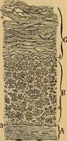 An illustration from Elementos de histología normal y de téchnica micrografica para uso de estudiantes (1897)