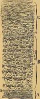 An illustration from Elementos de histología normal y de téchnica micrografica para uso de estudiantes (1897)