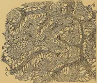 An illustration from Elementos de histología normal y de téchnica micrografica para uso de estudiantes (1897)