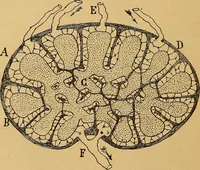 An illustration from Elementos de histología normal y de téchnica micrografica para uso de estudiantes (1897)