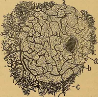 An illustration from Elementos de histología normal y de téchnica micrografica para uso de estudiantes (1897)