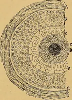 An illustration from Elementos de histología normal y de téchnica micrografica para uso de estudiantes (1897)