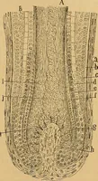 An illustration from Elementos de histología normal y de téchnica micrografica para uso de estudiantes (1897)
