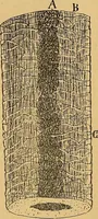 An illustration from Elementos de histología normal y de téchnica micrografica para uso de estudiantes (1897)