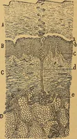 An illustration from Elementos de histología normal y de téchnica micrografica para uso de estudiantes (1897)