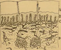 An illustration from Elementos de histología normal y de téchnica micrografica para uso de estudiantes (1897)