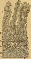 An illustration from Elementos de histología normal y de téchnica micrografica para uso de estudiantes (1897)
